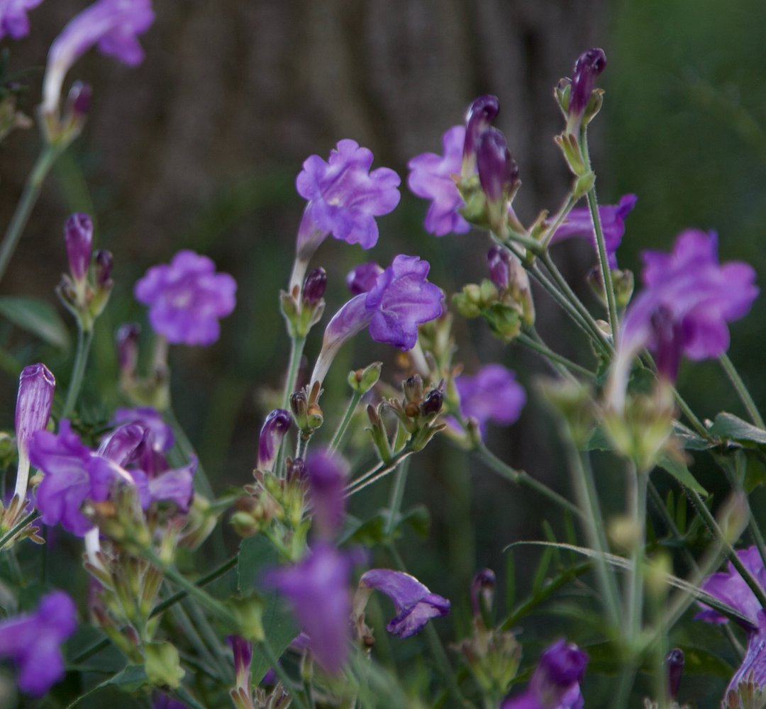 Strobilanthes penstemonoides
