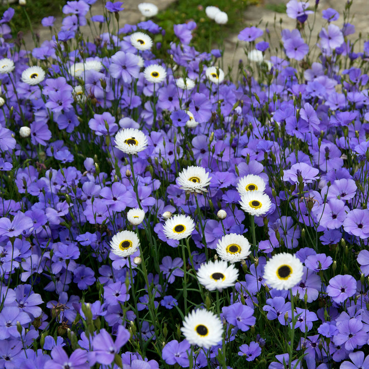 Silene BlueAngel with Helipterum roseum_Pierrot