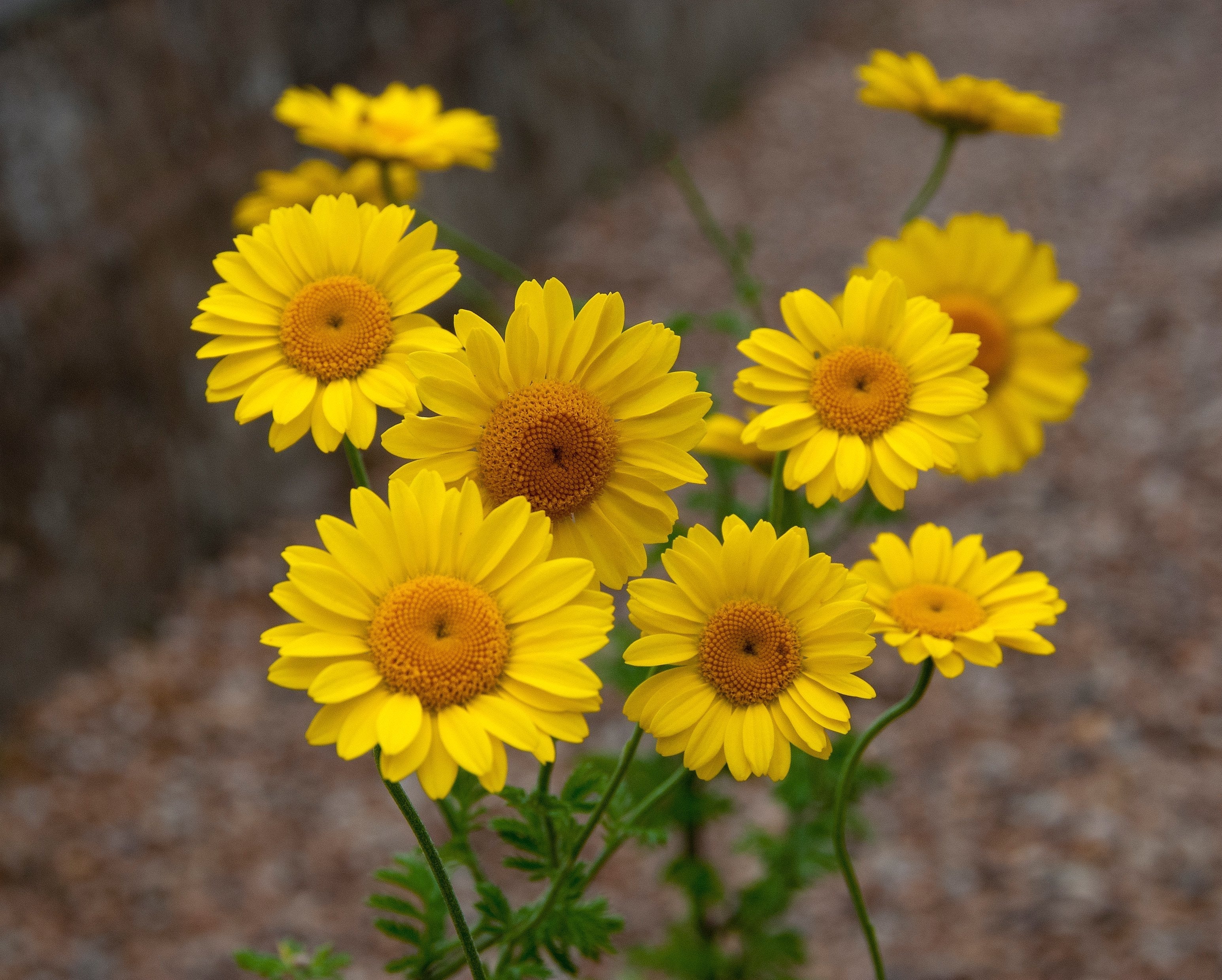 Sun loving yellow plant