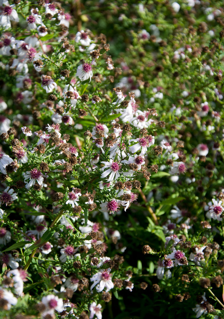 Symphyotrichum lateriflorum 'Chloe'