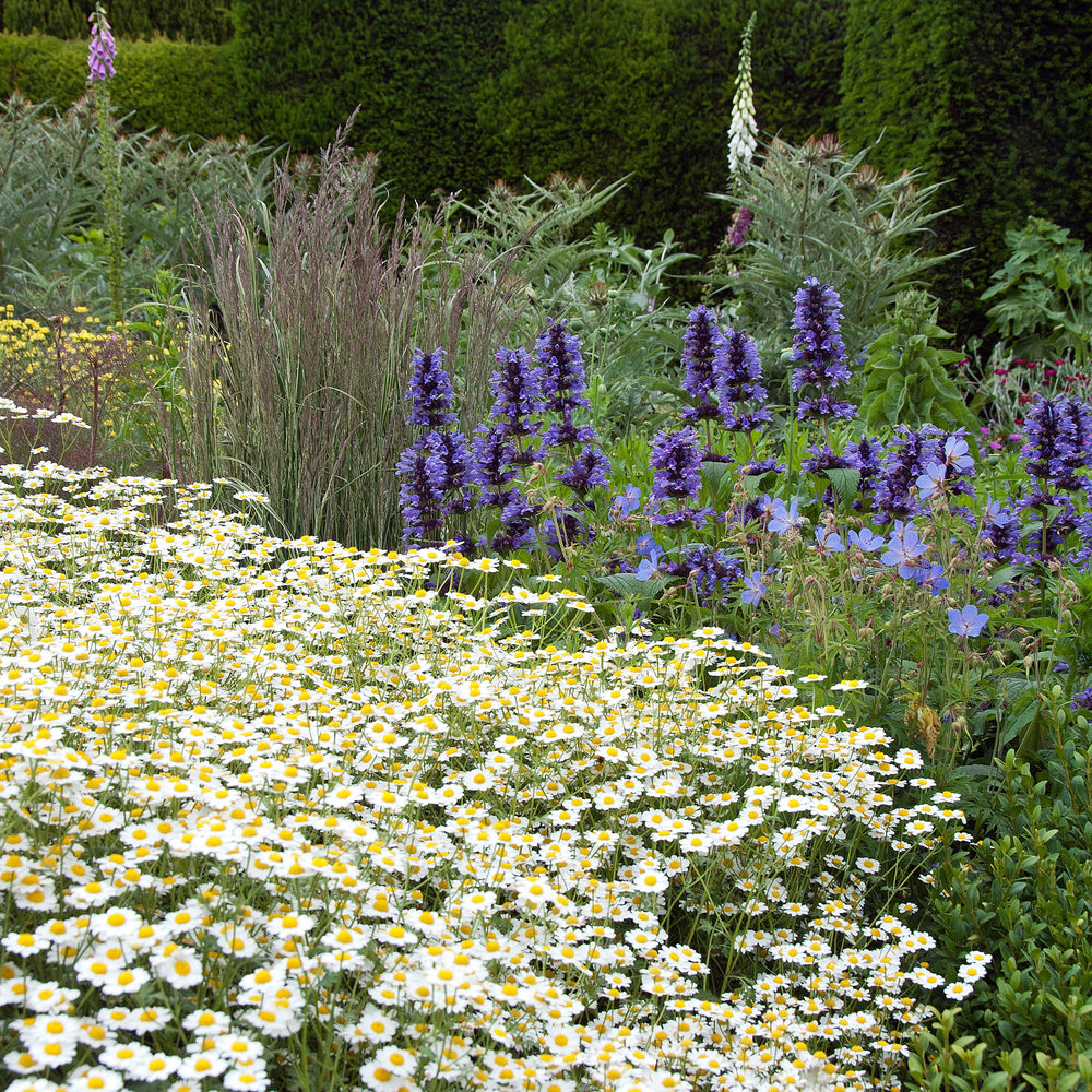 Tanacetum niveum with Nepeta kubanica