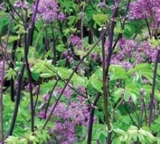 Thalictrum aquilegiifolium