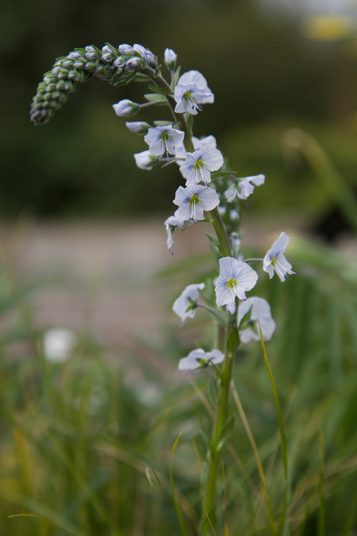 Veronica gentianoides 'Barbara Sherwood'