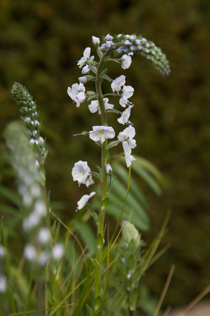 Veronica gentianoides 'Barbara Sherwood' 2
