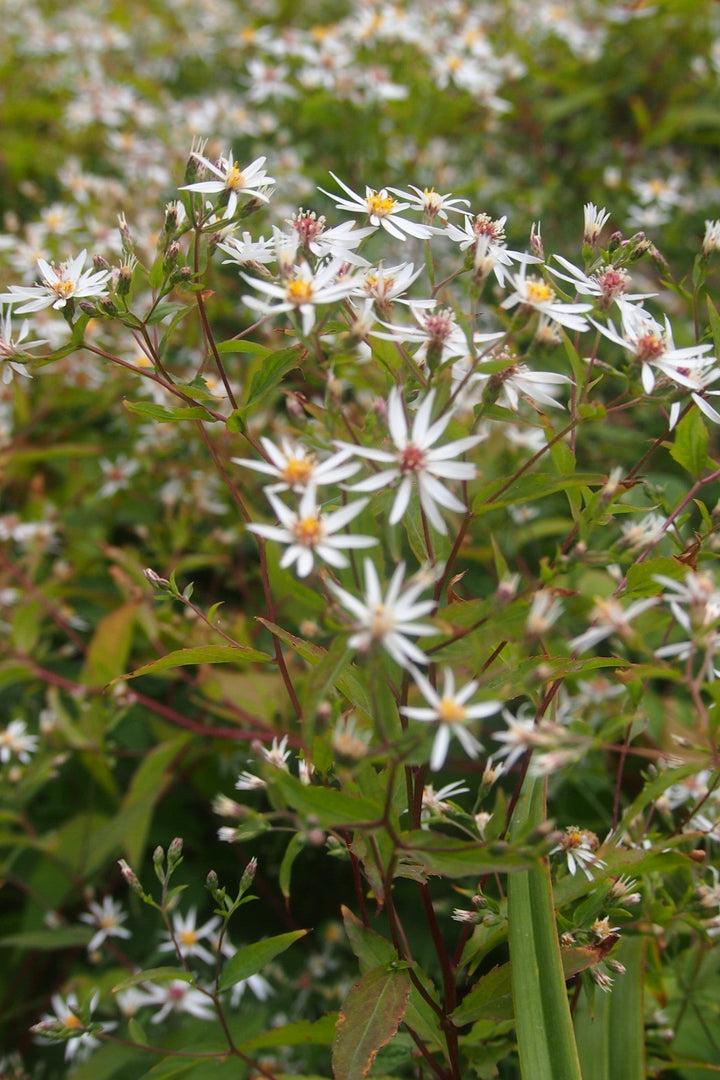 Aster divaricatus 'Eastern Star'