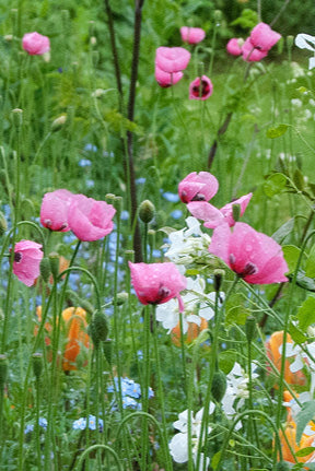 papaver-dubium