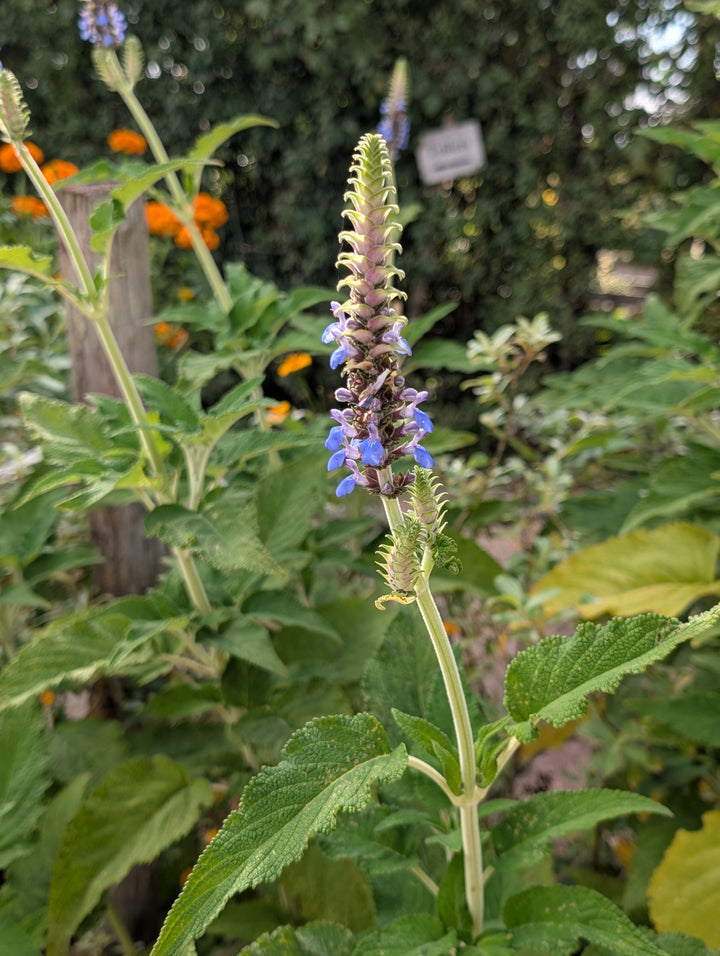 Salvia congestiflora