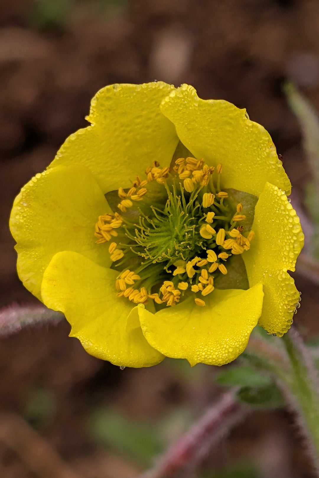 Geum 'Herterton Primrose'
