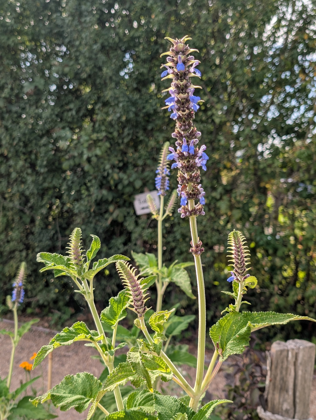 Salvia congestiflora
