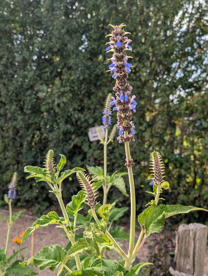 Salvia congestiflora