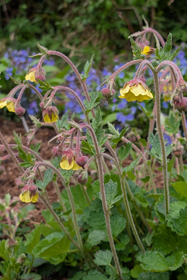 Geum 'Herterton Primrose'