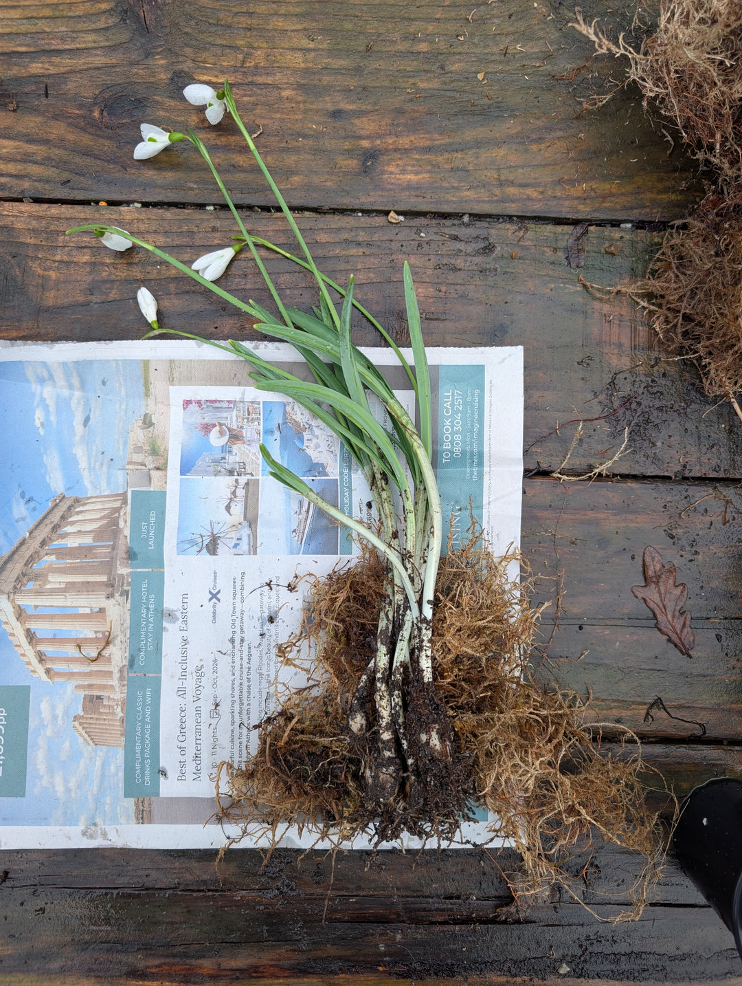 Galanthus 'Atkinsii' AGM (5 bulbs in the green)