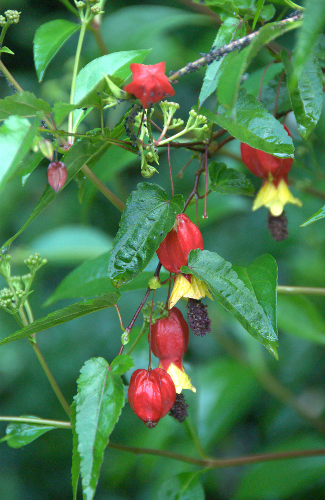 Abutilon megapotamicum AGM