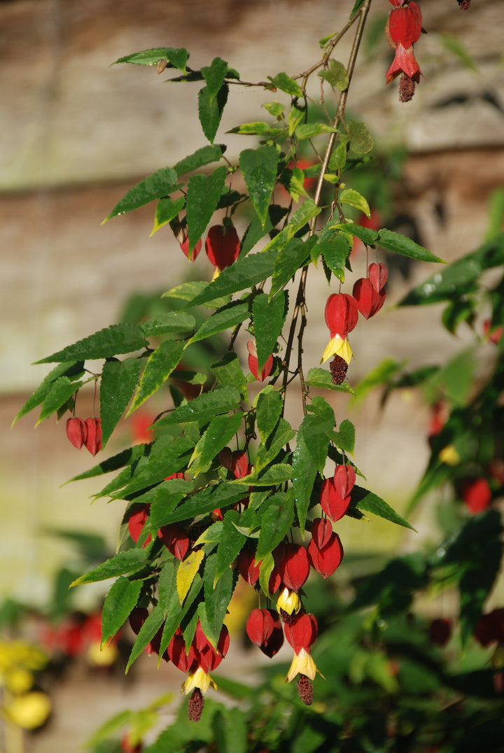 Abutilon megapotamicum AGM