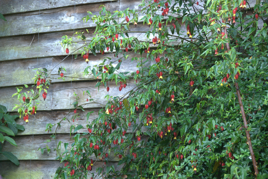 Abutilon megapotamicum AGM