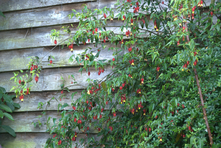 Abutilon megapotamicum AGM