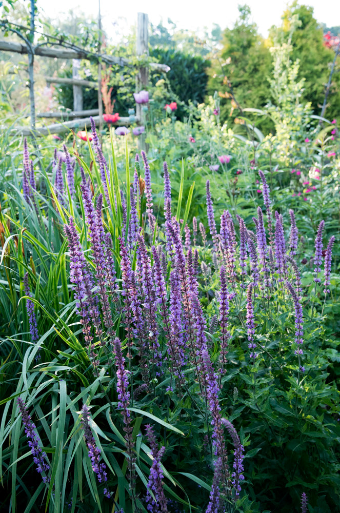 Agastache 'Blackadder'