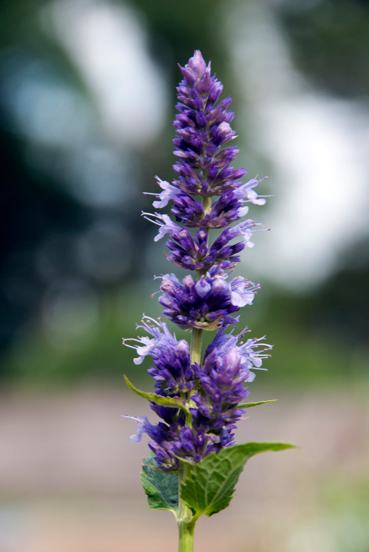 Agastache 'Blackadder'