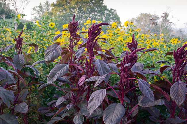 Great Dixter Seed-  Amaranthus Opopeo