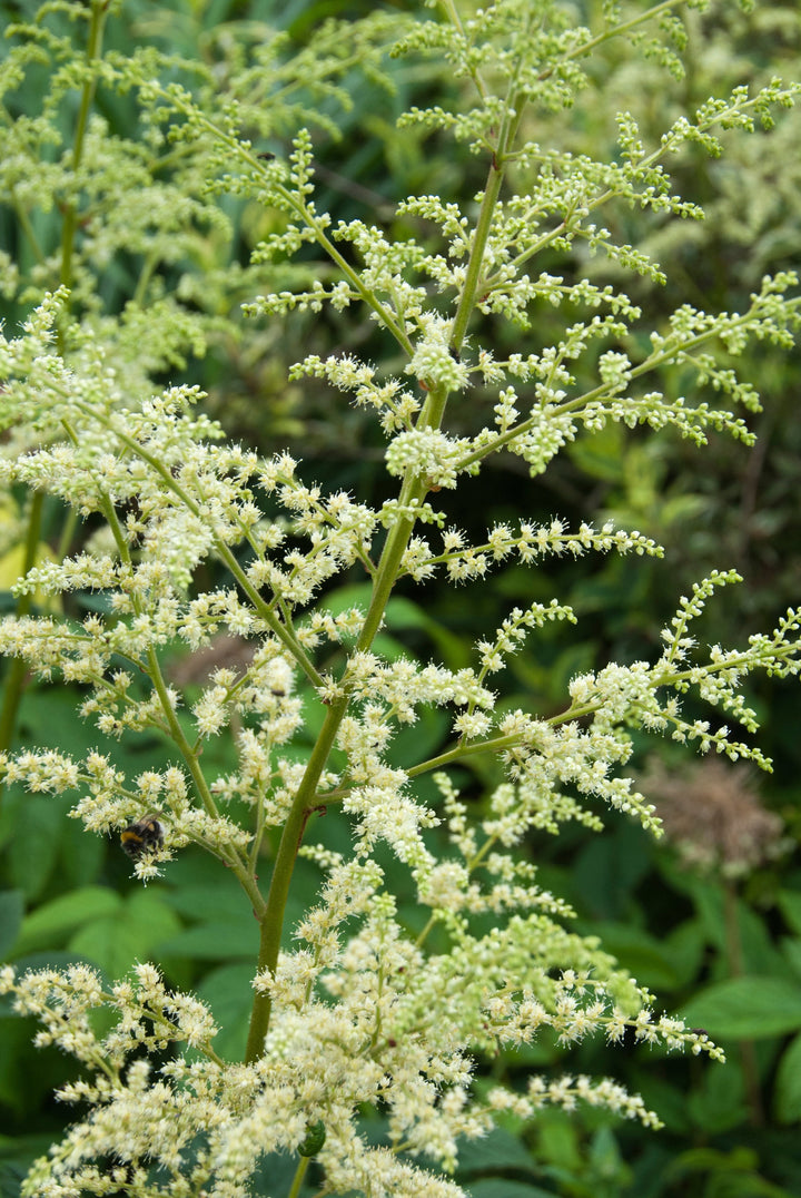 Artemisia lactiflora AGM