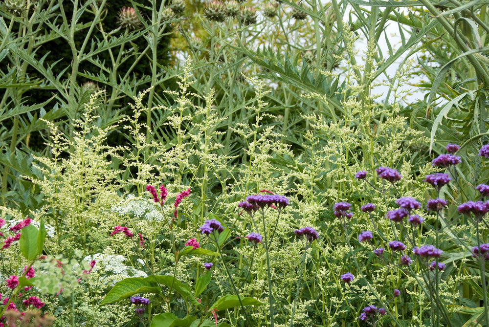 Artemisia with Verbena