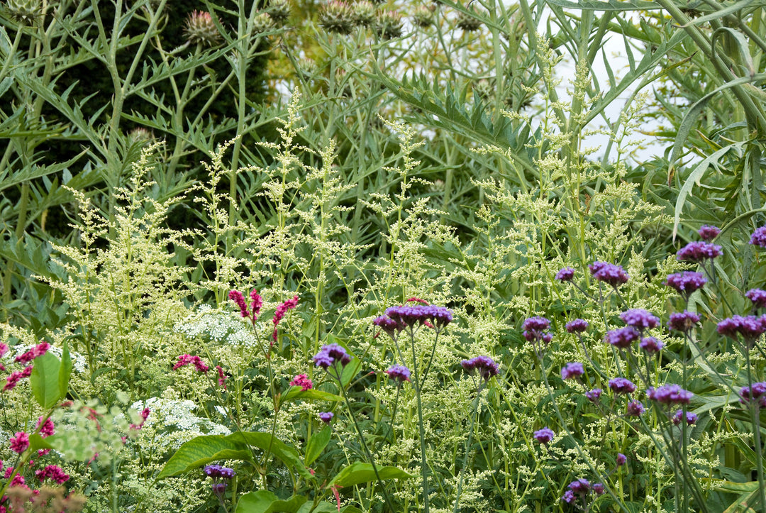 Artemisia with Verbena