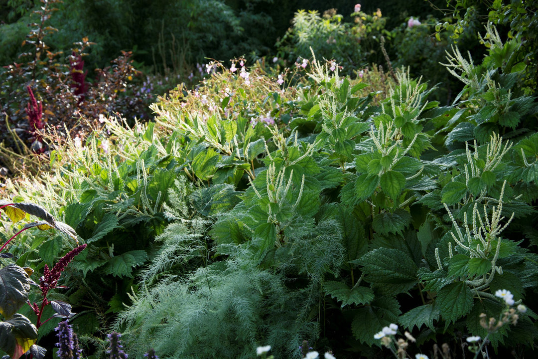 Boehmeria cylindrica