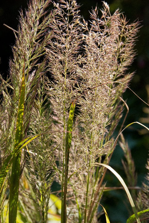 Calamagrostis brachytricha AGM