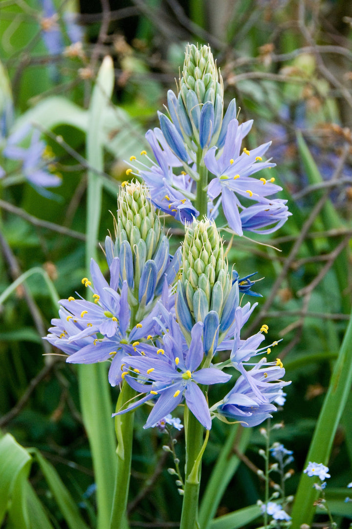 Camassia cusickii blue flowerhead 