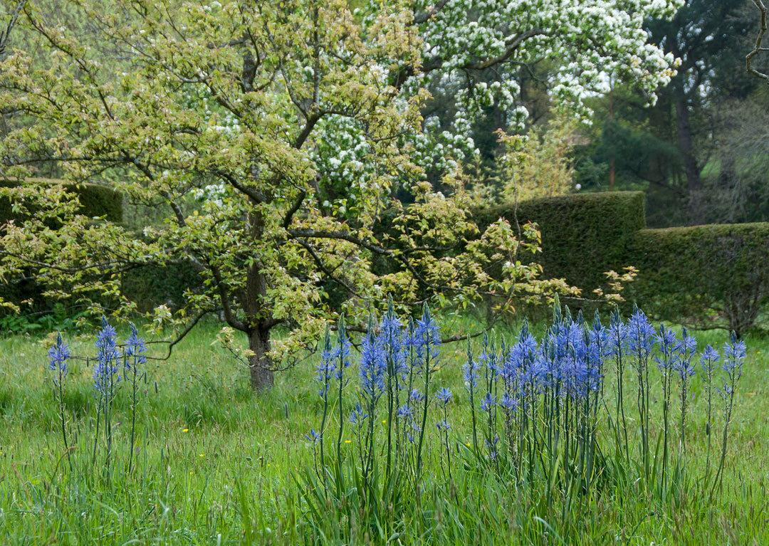 Camassia cusickii growing in the Meadow