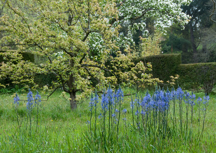 Camassia cusickii growing in the Meadow