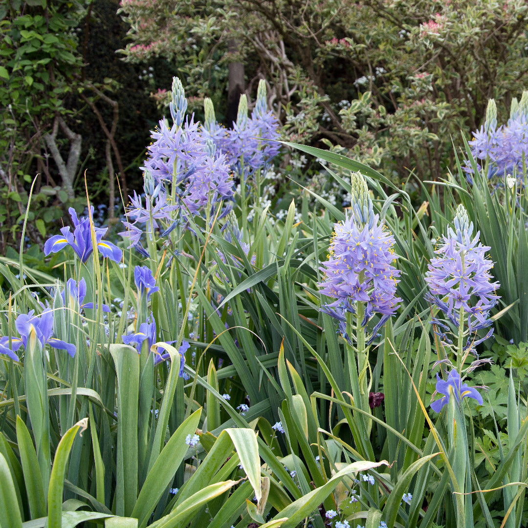Camassia cusickii in the Long Border