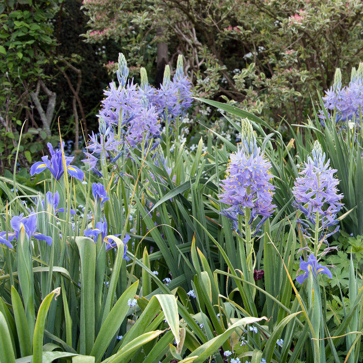 Camassia cusickii in the Long Border