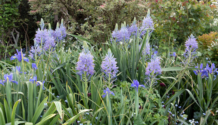 Camassia cusickii