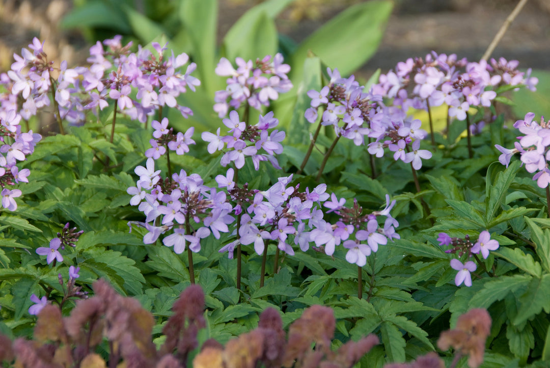 Cardamine quinquefolia