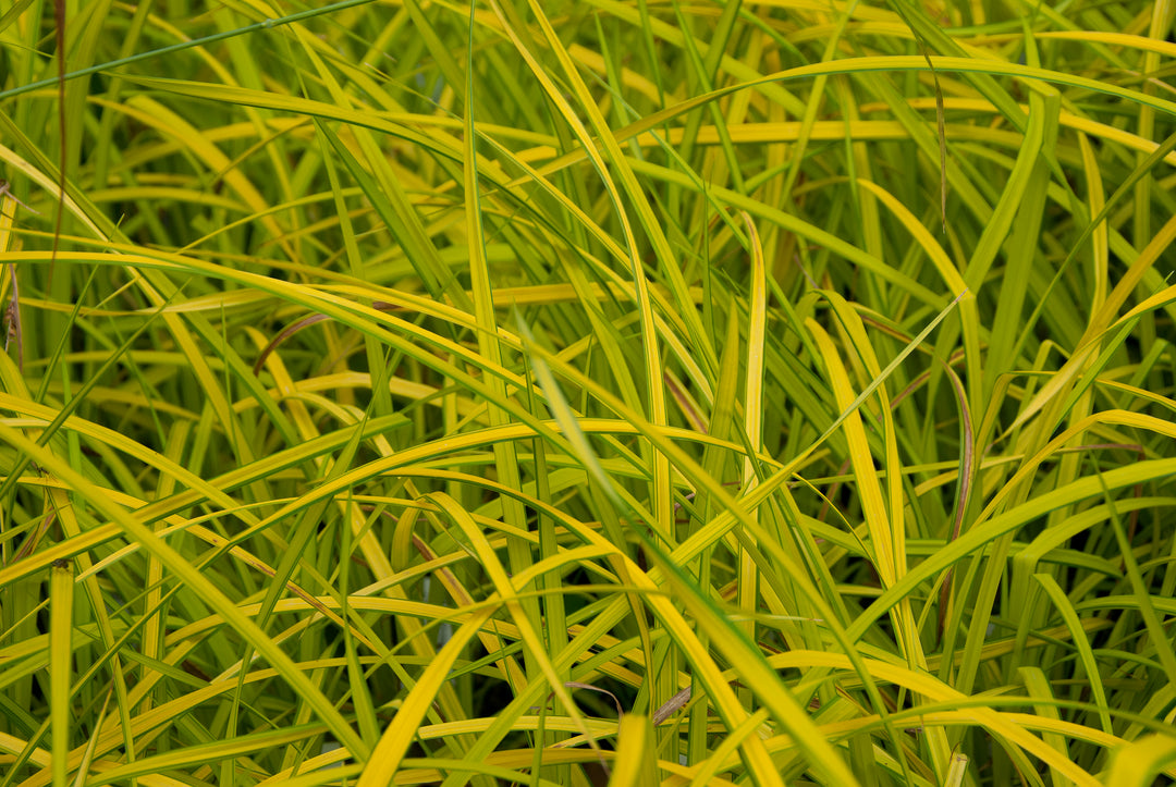 Carex elata 'Aurea' AGM