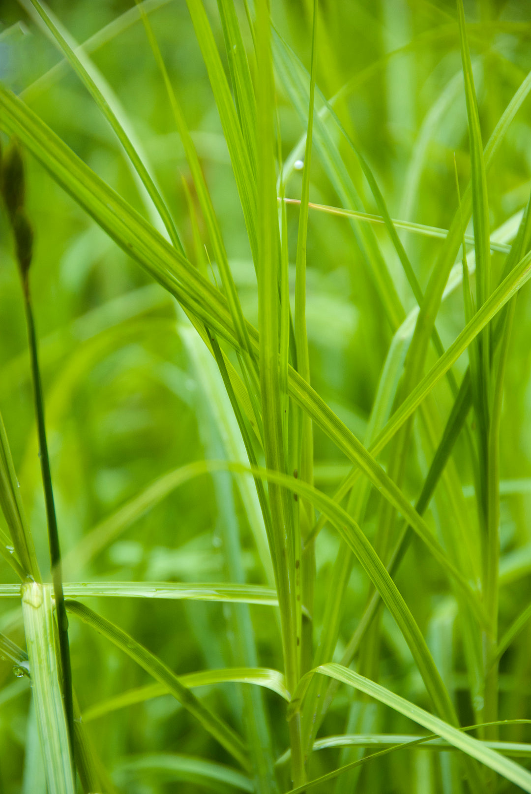 Carex muskingumensis