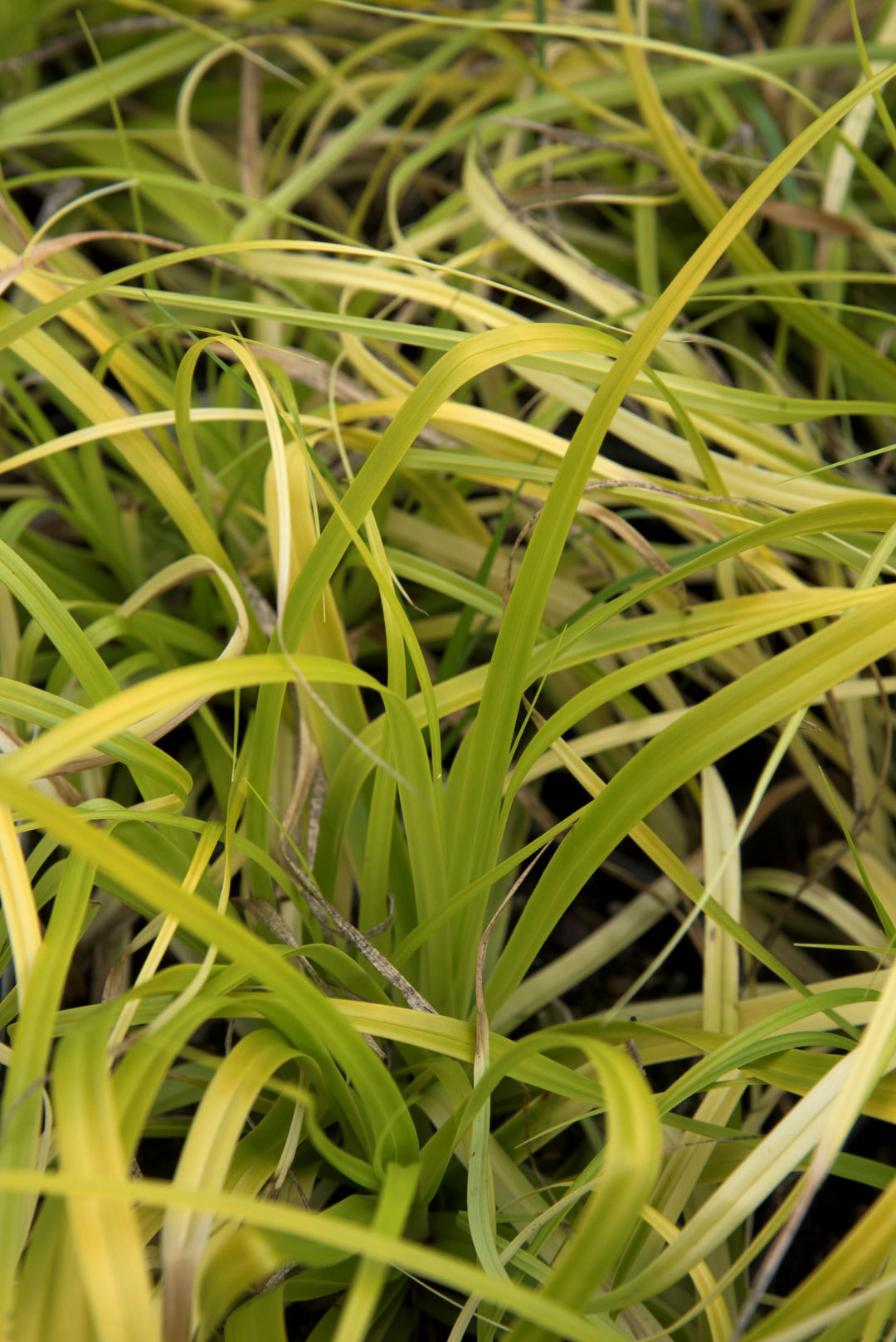 Carex oshimensis 'Everillo'