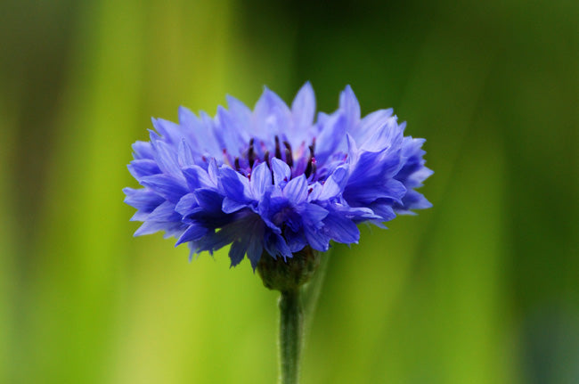 Centaurea-cyanus