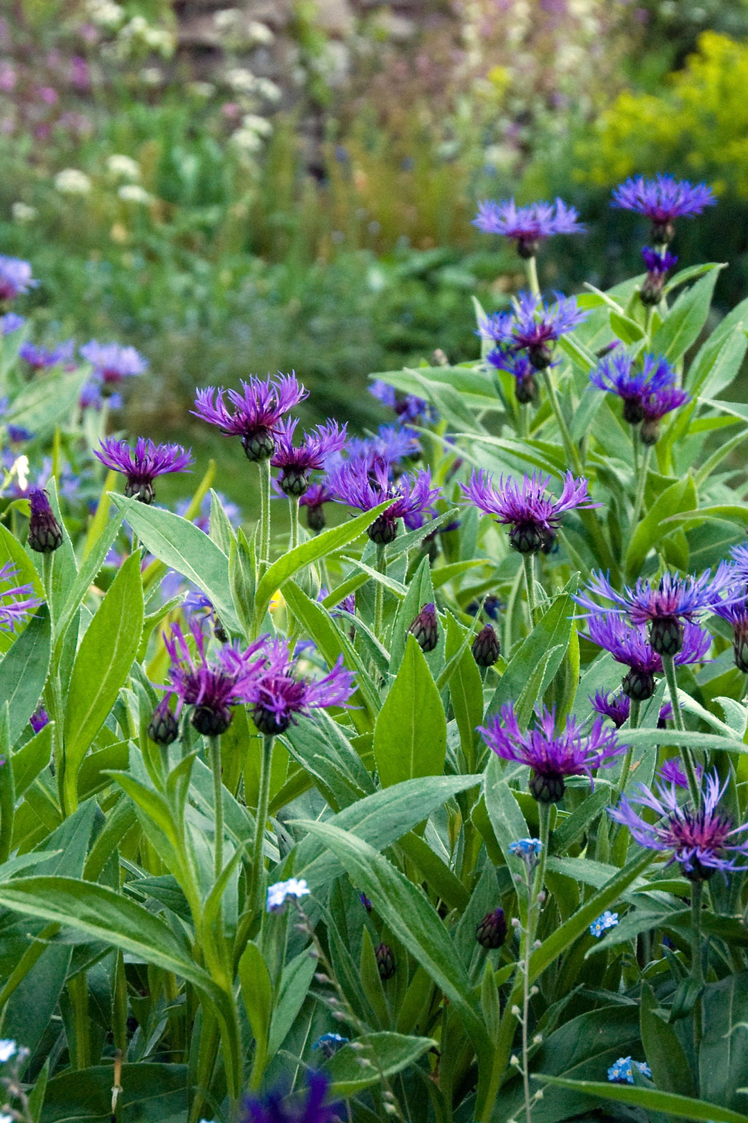 Centaurea montana