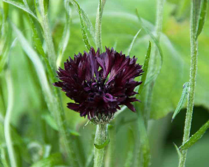 Great Dixter Seed-  Centaurea cyanus Black Ball