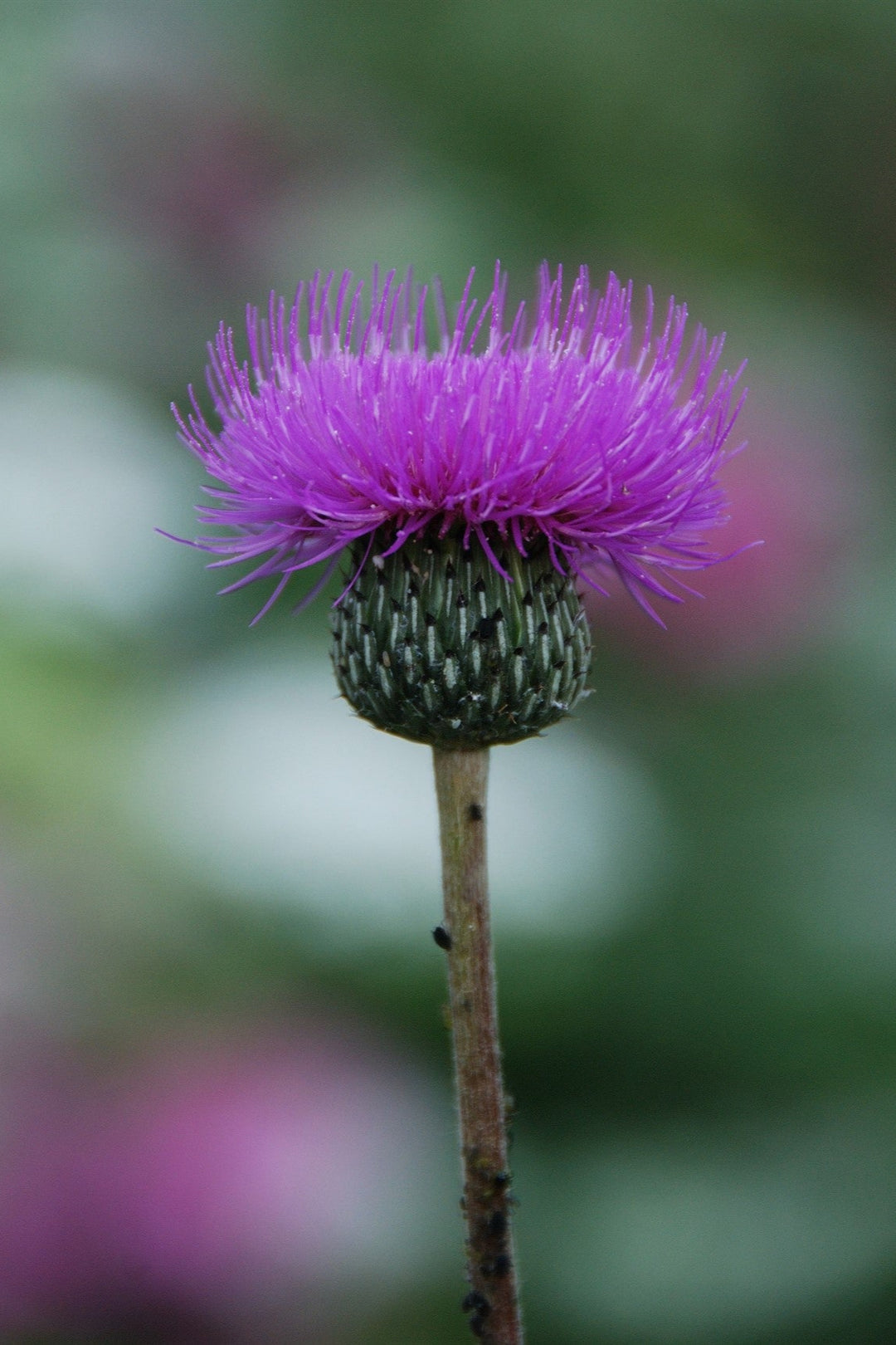 Cirsium tuberosum