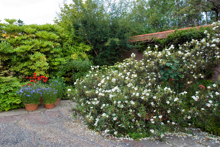 Cistus x cyprius   AGM