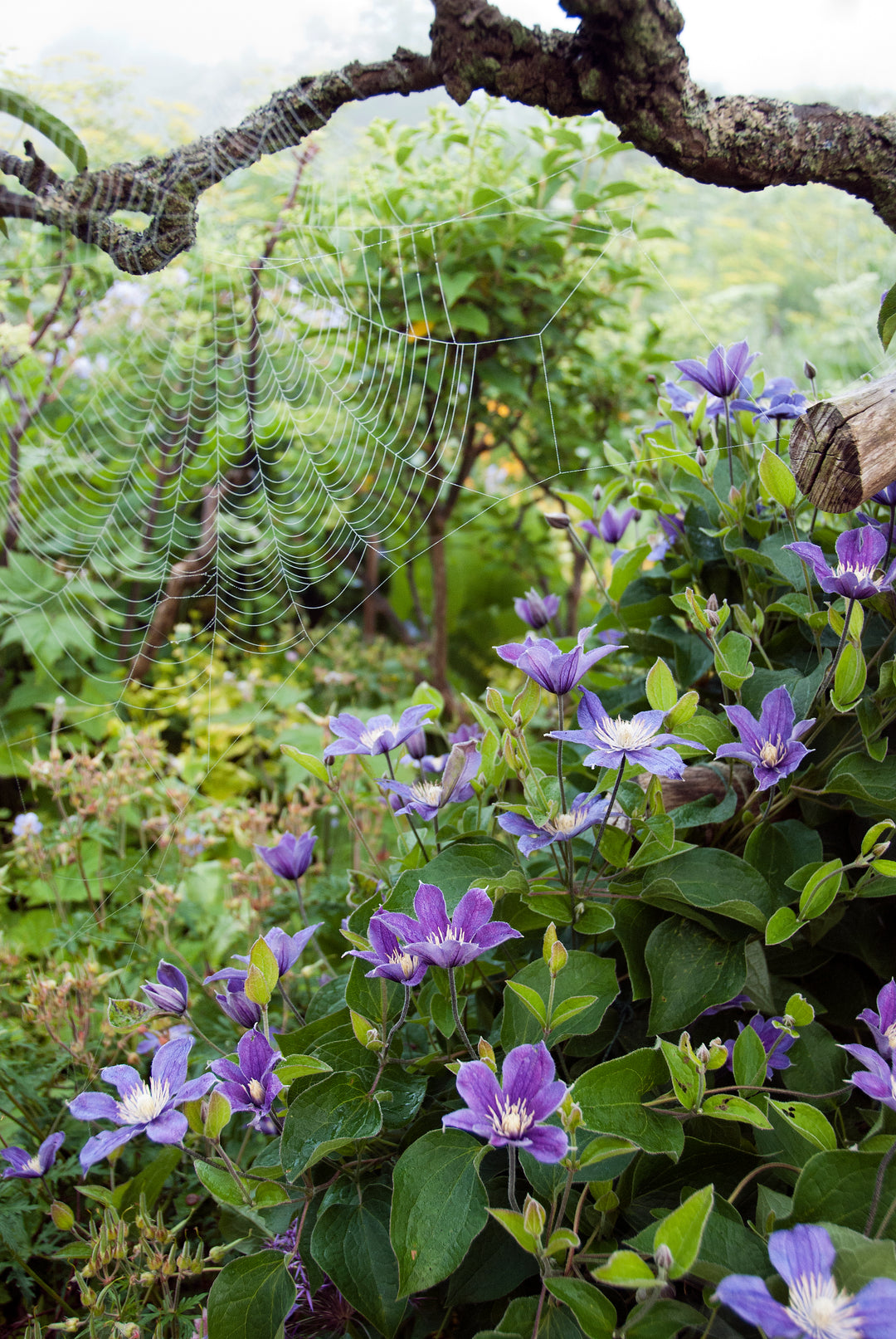 Clematis  Arabella AGM