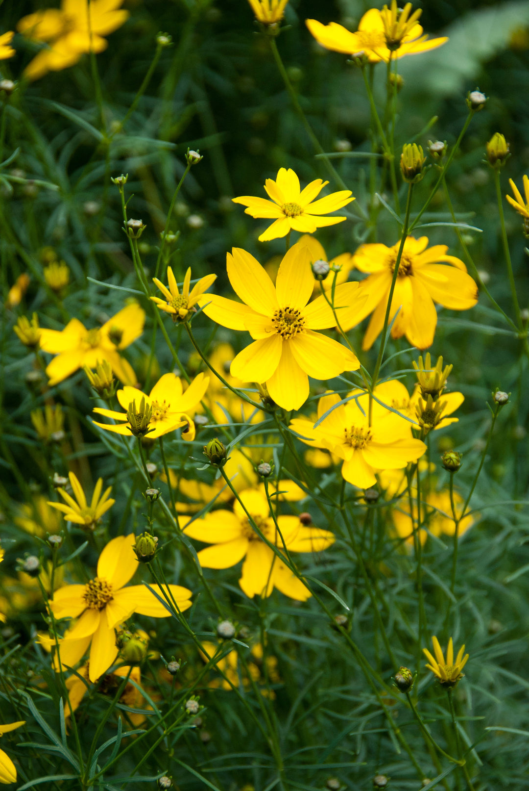 Coreopsis old timer yellow flowering plant