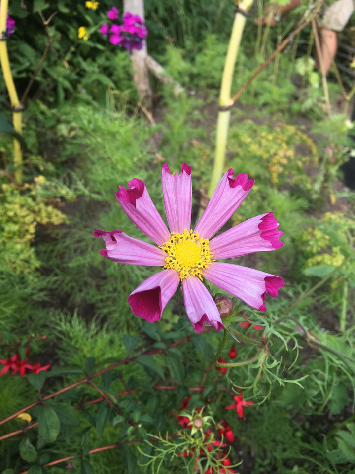 Great Dixter Seed-  Cosmos b. Pied Piper Red