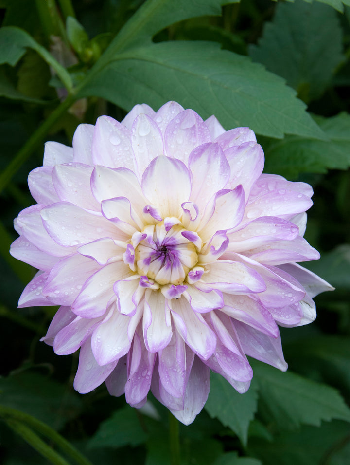 Dahlia  Carolina Moon
