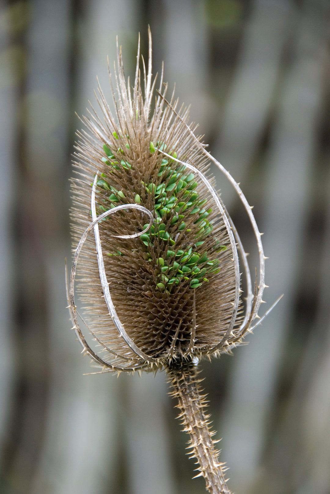 Dipsacus fullonum