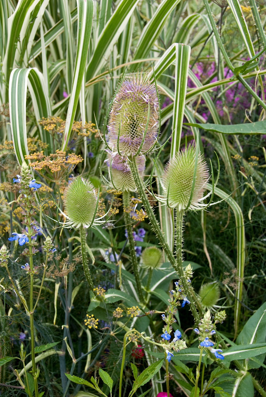Dipsacus fullonum