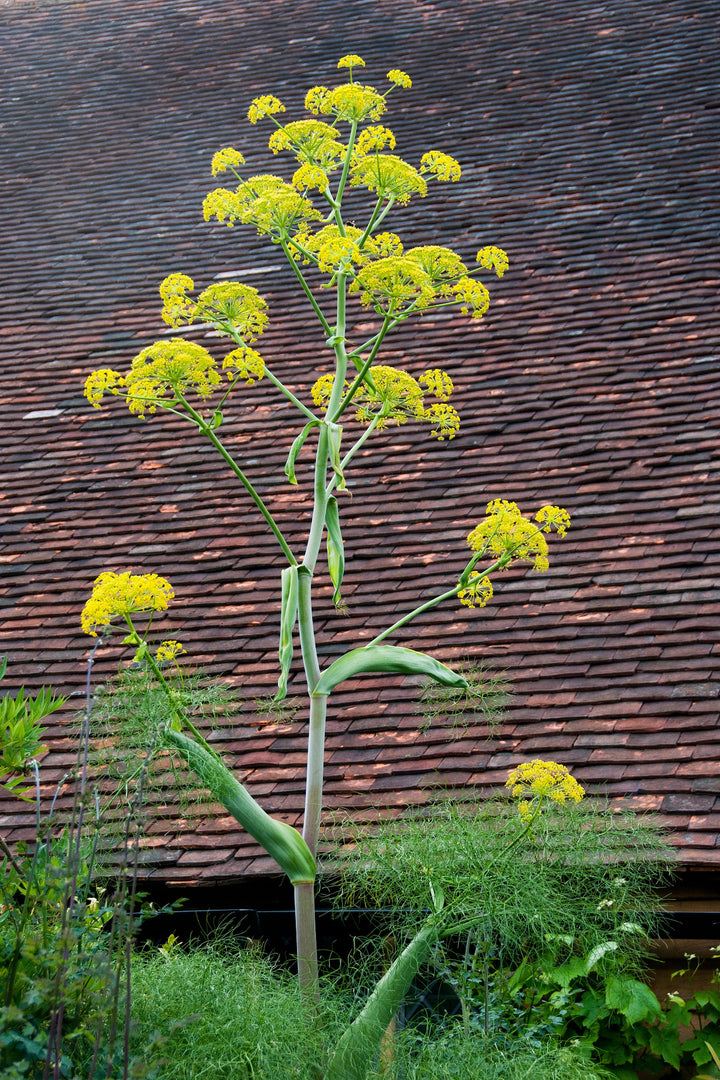 Ferula Communis